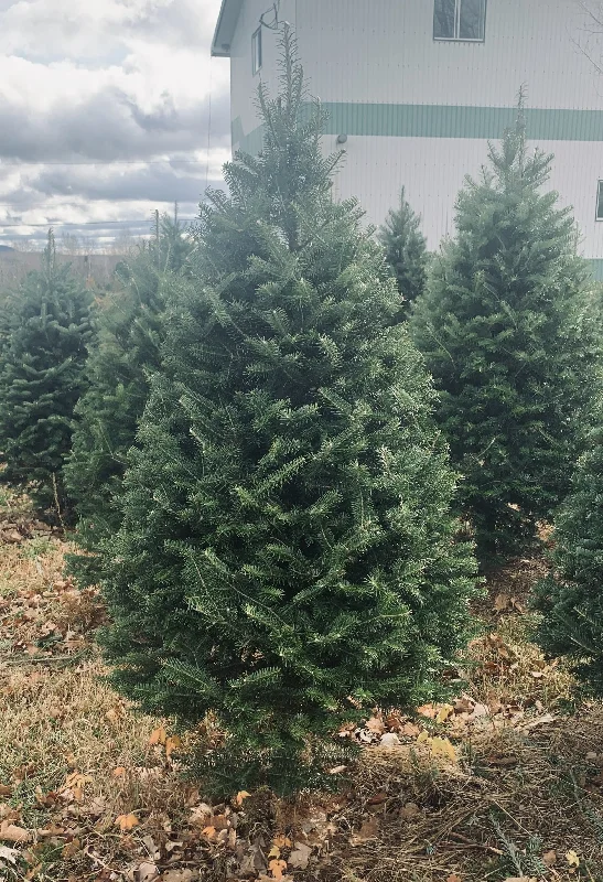 Real Christmas Trees Delivered 4 Foot Premium Balsam Fir Christmas Tree