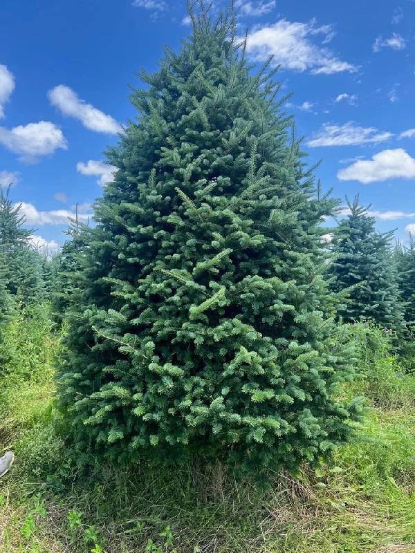 Real Christmas Trees Delivered 8-9 Foot Premium Fraser Fir