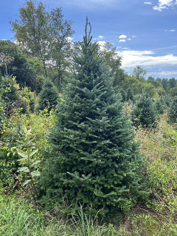 Real Christmas Trees Delivered 5 Foot Premium Fraser Fir