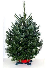 Table Top - Farm Fresh Fraser Fir Real Christmas Tree