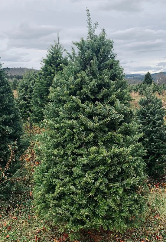 Real Christmas Trees Delivered 5 Foot Premium Balsam Fir Christmas Tree