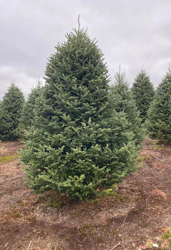 Real Christmas Trees Delivered 11 Foot Balsam Fir Christmas Tree