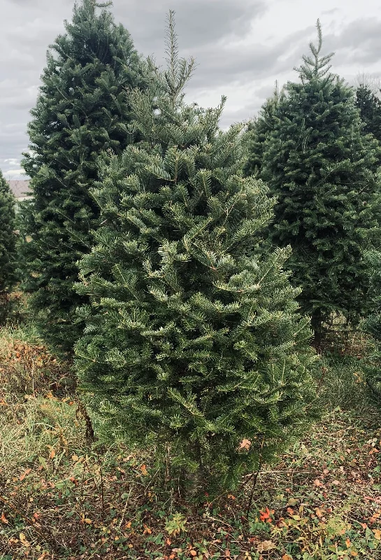 Real Christmas Trees Delivered 3 Foot Balsam Fir Table Top